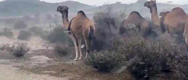 عکس کویر با شتر