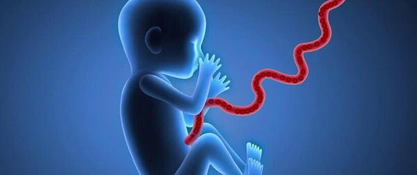 عکس بند ناف جنین