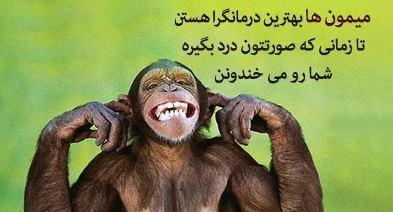عکس میمون و آدم