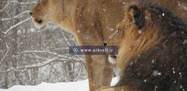 عکس برف شیره