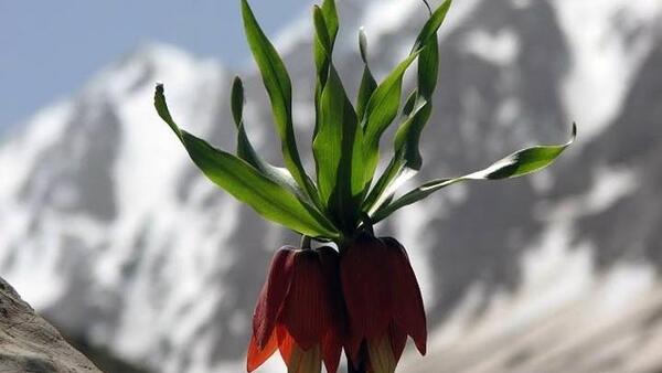 عکس تونل برفی لرستان