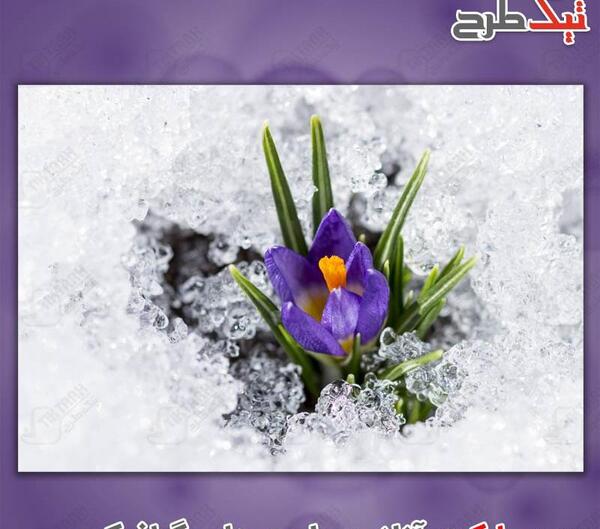 عکس برف با گل