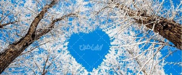 عکس برف روی درخت طبیعی