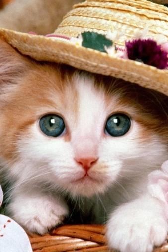 عکس پس زمینه ی گوشی گربه