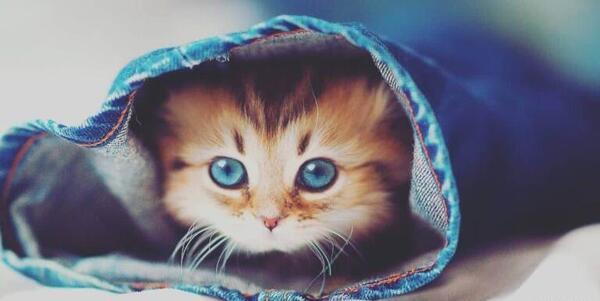 عکس پس زمینه ی گوشی گربه