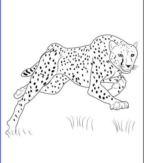 عکس نقاشی یوزپلنگ کودکانه آسان