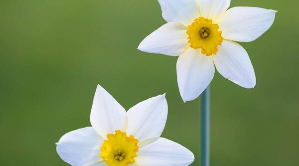 عکس نقاشی ساده گل نرگس