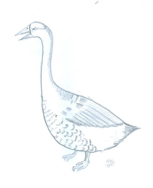 عکس نقاشي ساده اردك