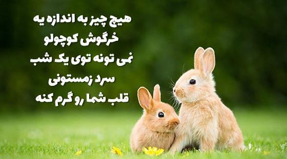عکس قلب خرگوش واقعی