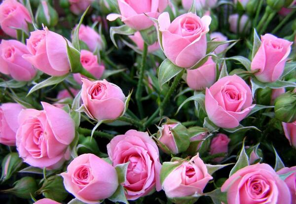 عکس همه گل های طبیعی