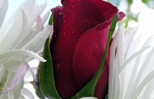 عکس همه گل های طبیعی