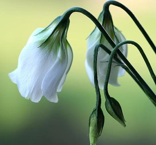 عکس گل با گلدان طبیعی