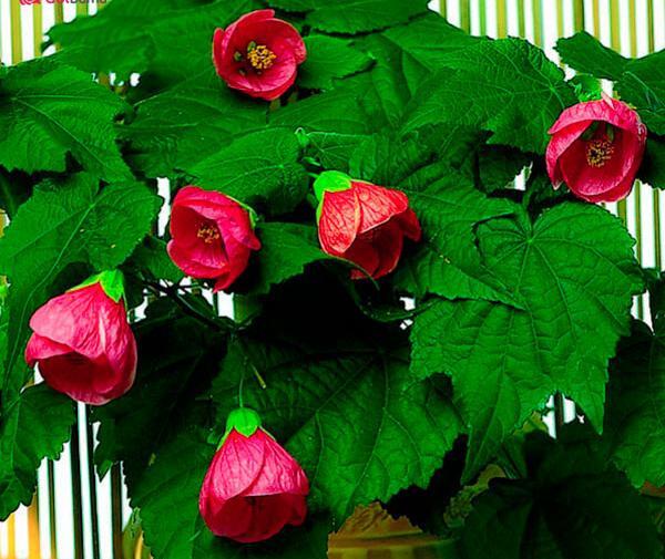 عکس از گل و گیاه طبیعی