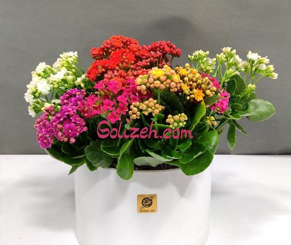 عکس از گل و گیاه طبیعی
