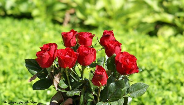 عکس گل و گیاه در طبیعت