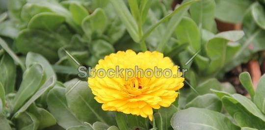 عکس گل طبیعی گلخانه ای