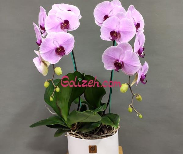 عکس گل طبیعی گلخانه ای