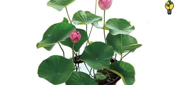 عکس گل طبیعی گلخانه ای