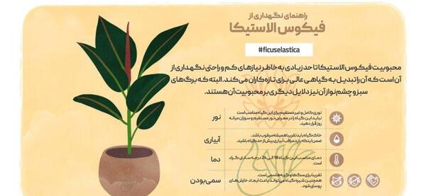 عکس گل طبیعی فیکوس