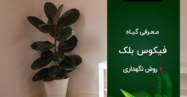 عکس گل طبیعی فیکوس