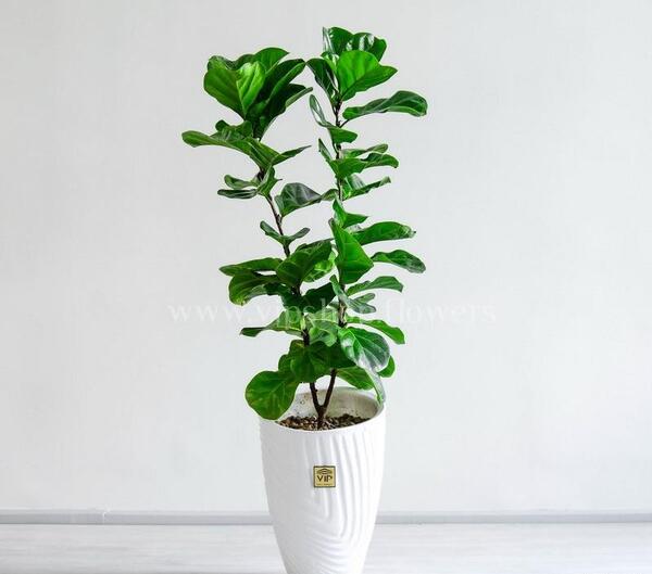 عکس گل طبیعی فیکوس