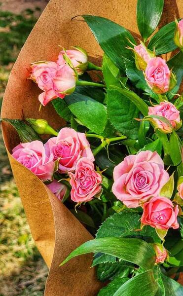 عکس گل رز طبیعی فیک