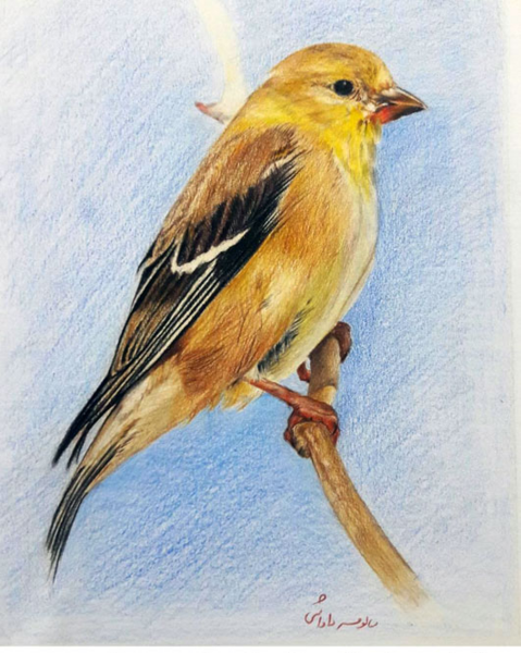 عکس نقاشی ساده با مداد مشکی