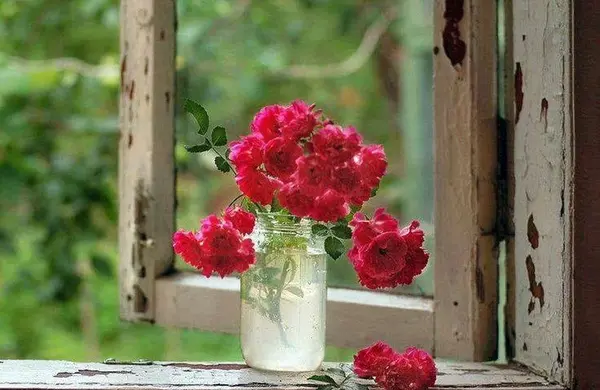 عکس گل جدید طبیعی