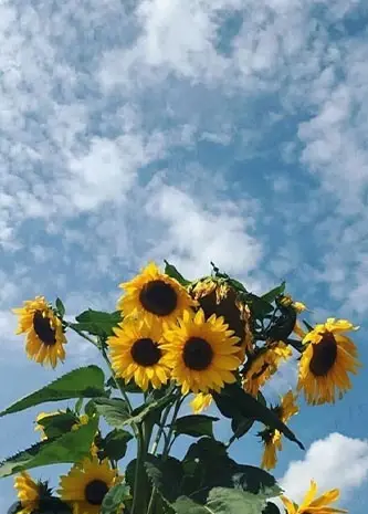 عکس گل طبیعی پس زمینه