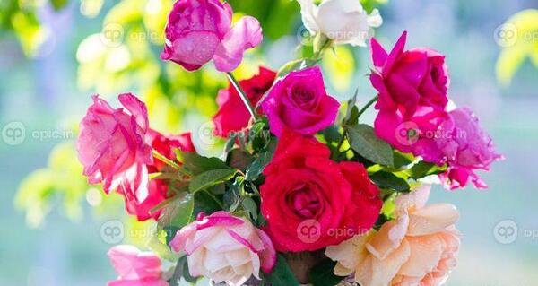 عکس گل طبیعی پس زمینه