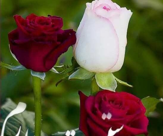 عکس گل عشق طبیعی برای پروفایل