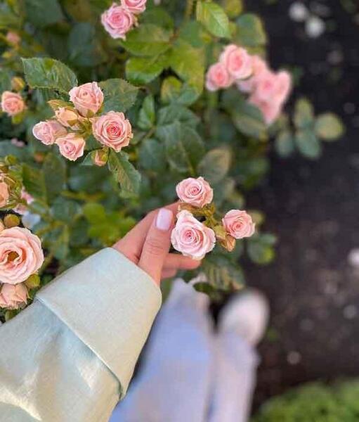 عکس گل عشق طبیعی برای پروفایل