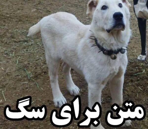 عکس سگ با متن برای پروفایل