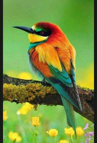 عکس نقاشی ساده پرنده زیبا