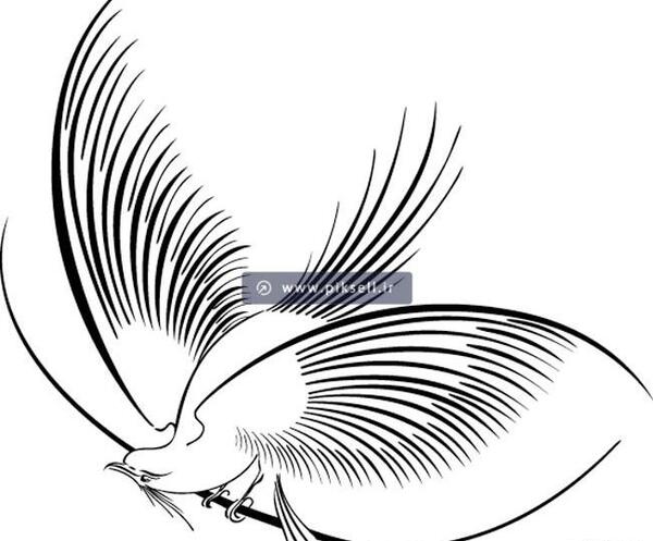 عکس نقاشی ساده پرنده در آسمان