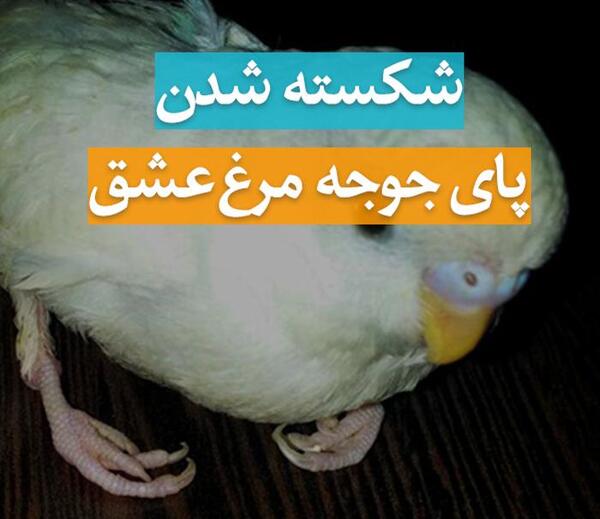 عکس جوجه یک روزه مرغ عشق