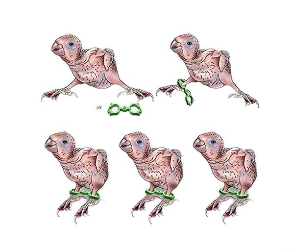 عکس جوجه یک روزه مرغ عشق