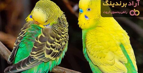 عکس مرغ عشق های مختلف