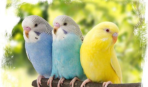 عکس مرغ عشق های