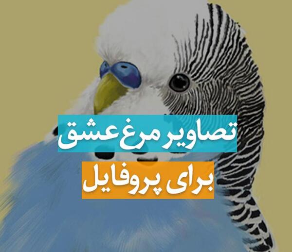 عکس مرغ عشق های