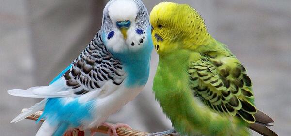 عکس های مرغ عشق ها