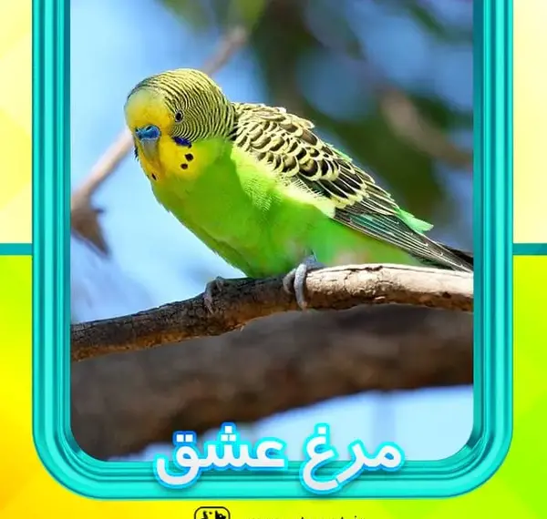 تشخیص مرغ عشق نر از ماده با عکس
