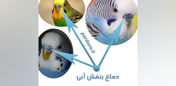 عکس دماغ مرغ عشق نر و ماده