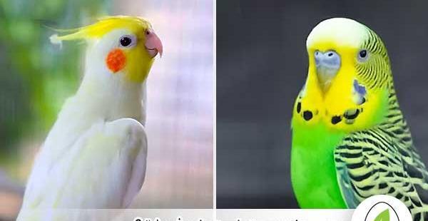 عکس مرغ عشق با لباس