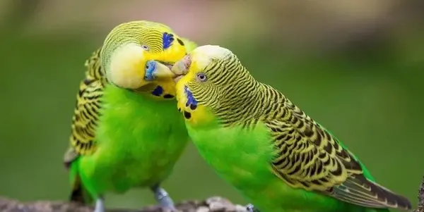 عکس قشنگ ترین مرغ عشق دنیا