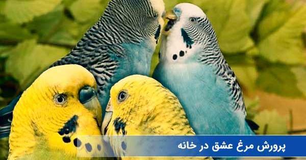 عکس قشنگ ترین مرغ عشق دنیا