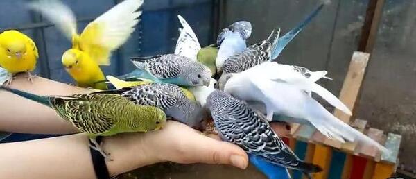 عکس فیلم مرغ عشق