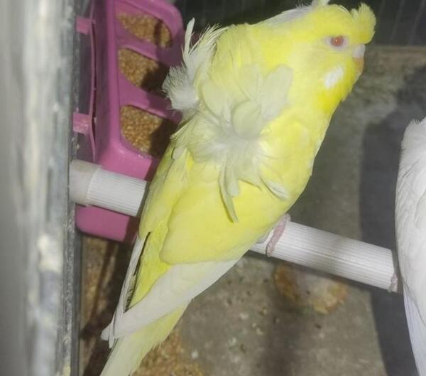 عکس و فیلم مرغ عشق