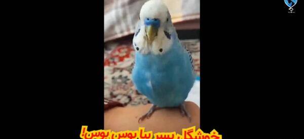 عکس مرغ عشق فرانسوی