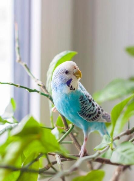 عکس مرغ عشق فرانسوی